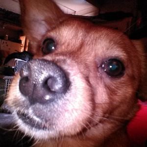 Meet your Posher, Joshua